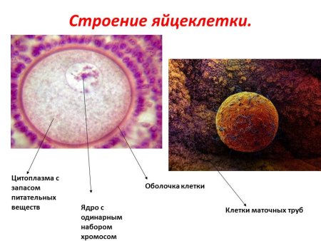 Наружная клеточная мембрана у яйцеклетки