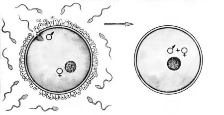 Сперматозоид и яйцеклетка