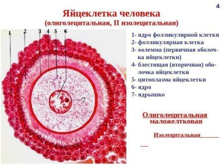 Охарактеризуйте строение яйцеклетки млекопитающих.