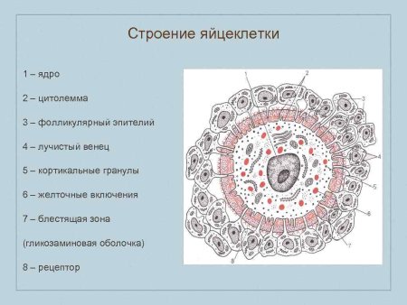 Строение яйцеклетки Лучистый венец