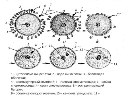 Строение яйцеклетки человека схема