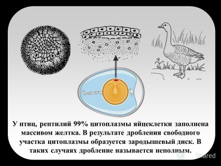 Дискоидальное дробление птицы
