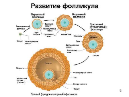 Стадии развития фолликула схема