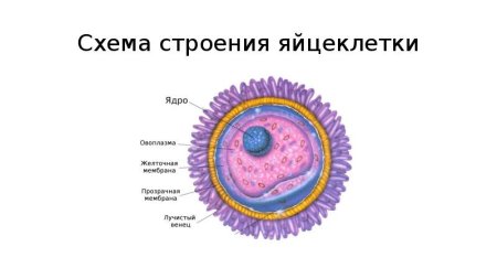 Схема яйцеклетки человека