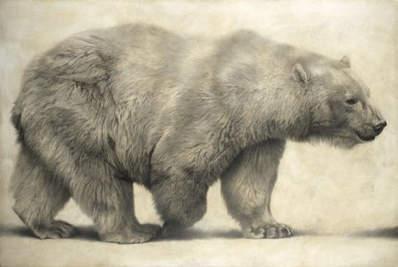 Медведь раскраска