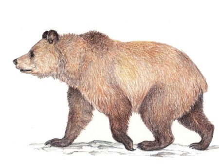 Контур медведя сбоку