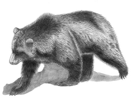 Медведь набросок