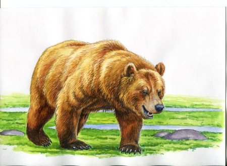 Бурый медведь раскраска