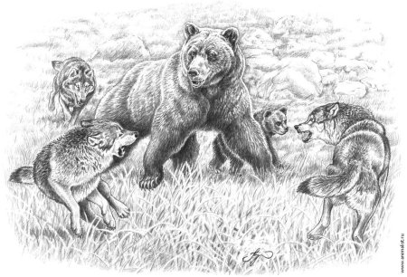 Медведь для дошкольников