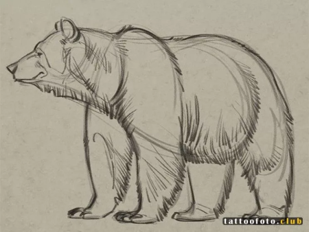 Медведь рисунок