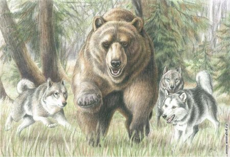 Ватагин медведь