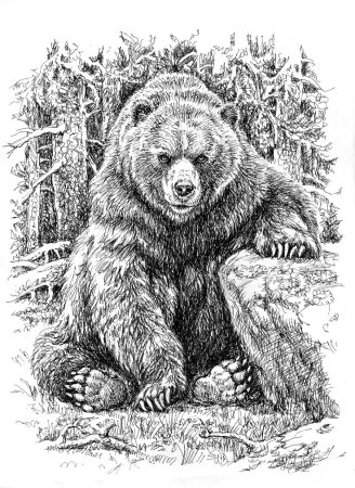 Медведь рисунок карандашом и цветными для детей