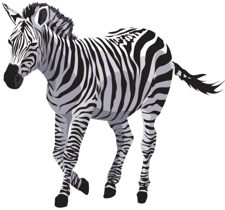 Зебра рисунок