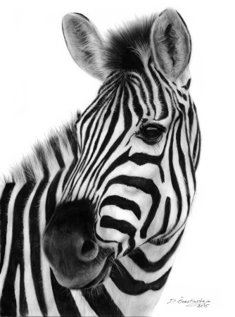 Графика животные