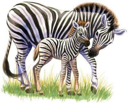 Зебра Графика