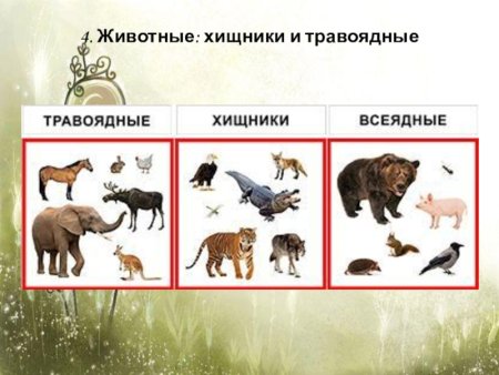 Хищники и травоядные