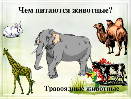 Травоядных животных для детей