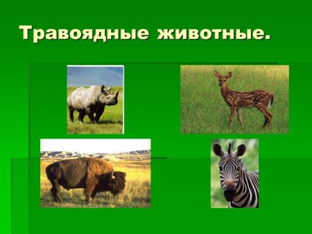 Растительноядные животные