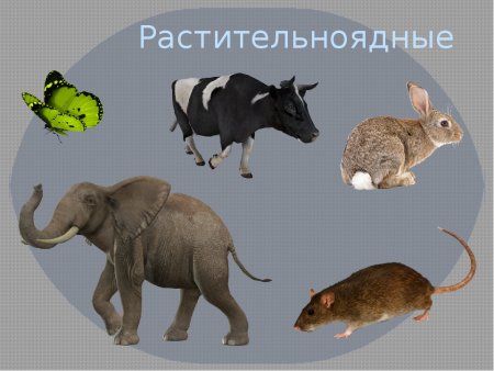 Растительноядные млекопитающие