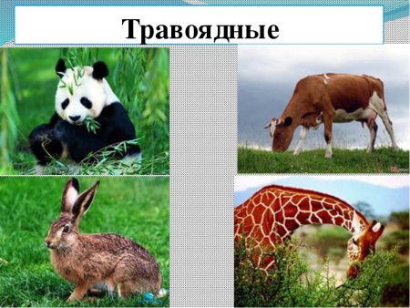Растительноядные животные