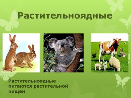 Название растительноядных животных