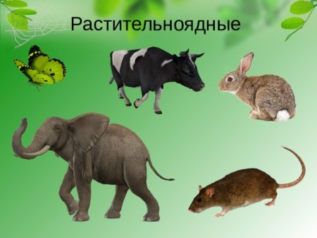 Растительноядные млекопитающие