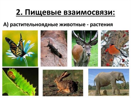 Хищные и травоядные животные