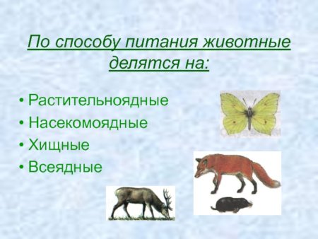 Животные задания для детей