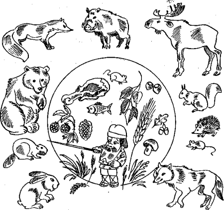 Травоядные плотоядные и всеядные животные