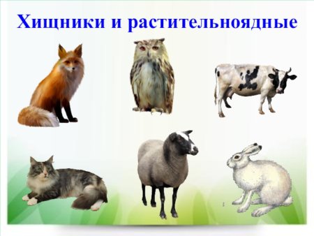 Хищные и травоядные животные для дошкольников