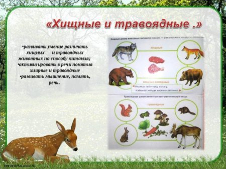 Парнокопытные млекопитающие жвачные