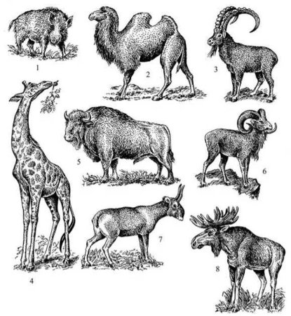 Хищники и травоядные животные