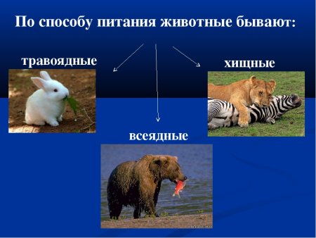 Растительноядные домашние животные