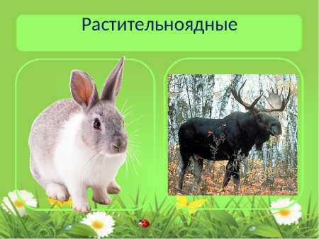 Млекопитающие травоядные и плотоядные