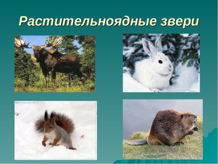 Промысловые животные России