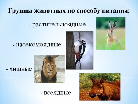 Экологические группы млекопитающих