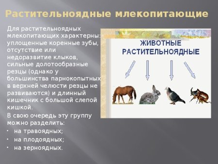 Цепь питания хищных животных
