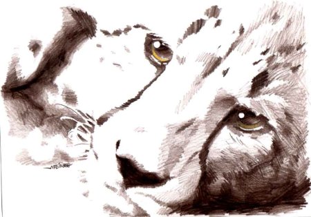 Популярные нарисованные животные