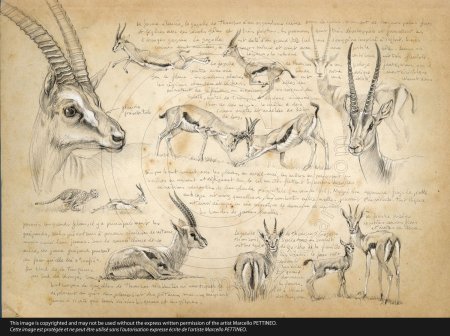 Старые рисунки животных