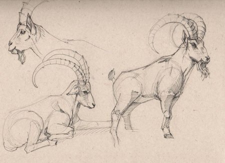 Референс Козлов