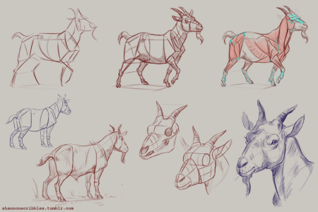 Конструктивные зарисовки животных