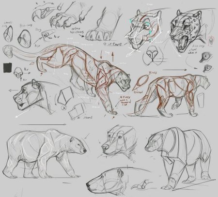 Анатомия животных референс