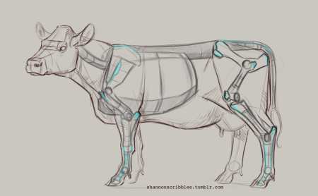 Анатомия быка