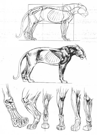 Кошачьи лапы референс сзади