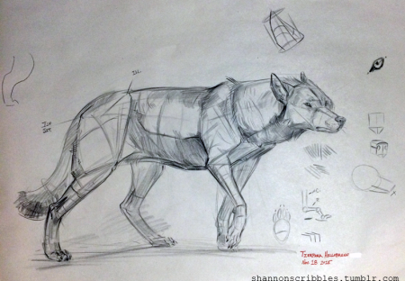 Конструктивный рисунок собаки