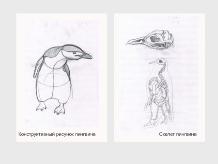 Скелет пингвина