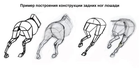 Конструктивный рисунок лошади