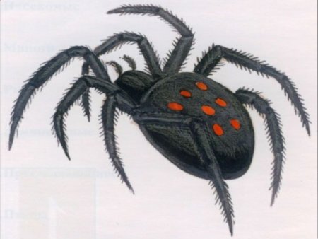 Ядовитые насекомые рисунок