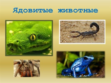 Ядовитые животные России