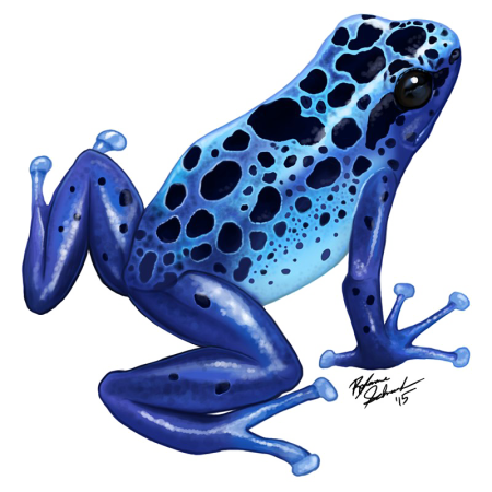 Лягушка древолаз